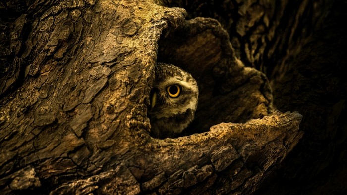 Owl peeking from a tree hollow