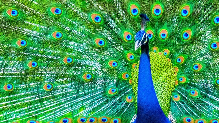 Peacock displaying its vibrant tail feathers
