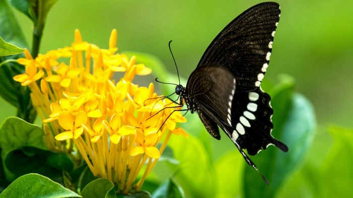 Black butterfly on yellow Ixora flowers