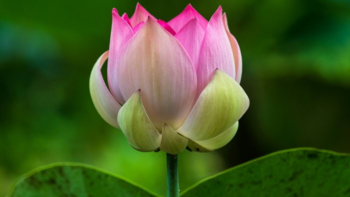 Pink Lotus Flower Bud