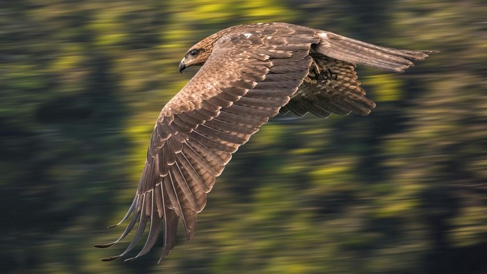 Brown eagle in flight with blurred background