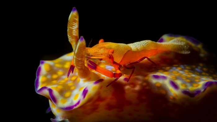 Shrimp on a Nudibranch