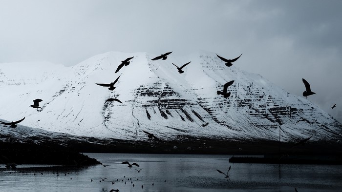 Birds flying over a snow-covered mountain and water