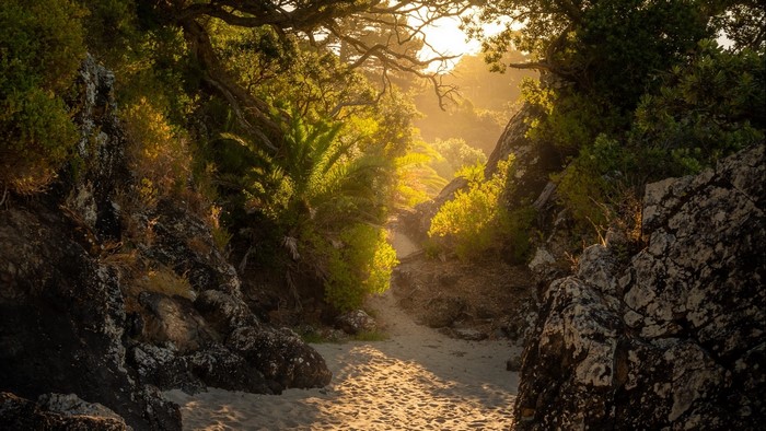 Path through a rocky, sunlit forest on an island
