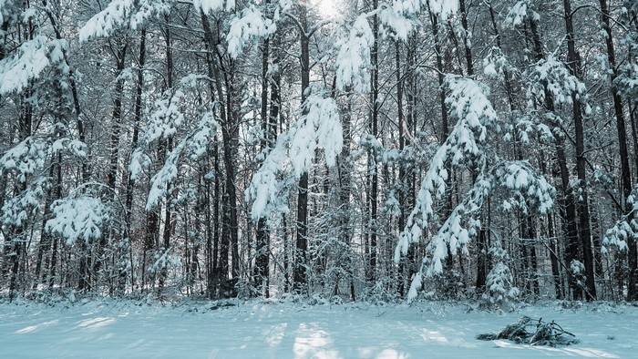 Snow-covered trees in a forest