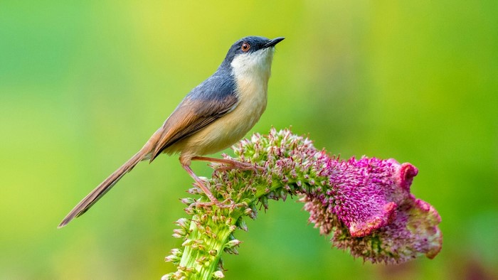 Bird perched on a flower