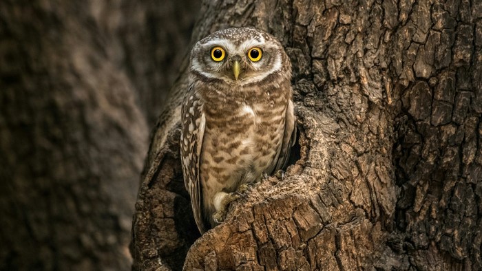 Spotted owl perched in a tree hollow