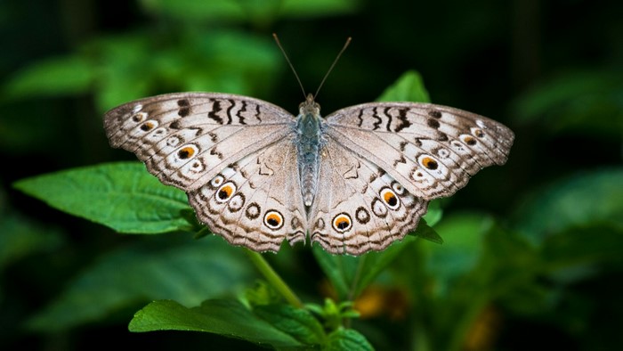 Grey butterfly with eye spots on green leaves
