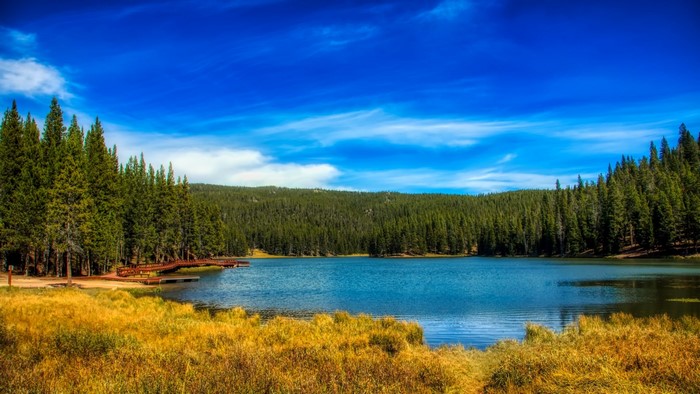 Lake surrounded by pine trees under a blue sky