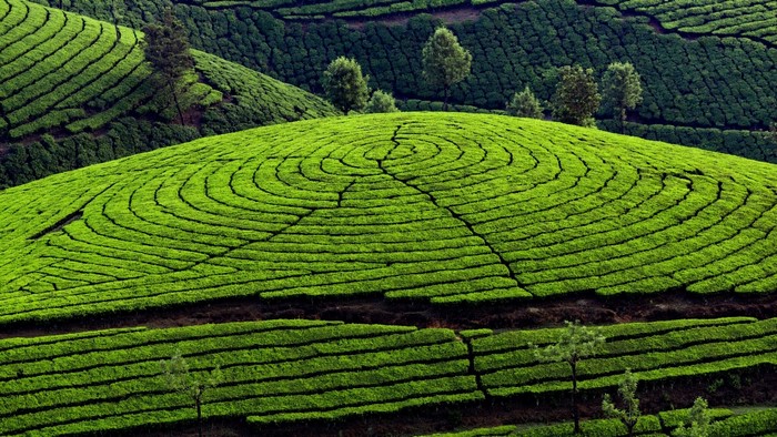Rolling green tea plantations on hills