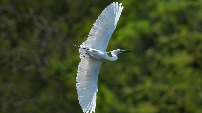 White Egret in flight over green foliage