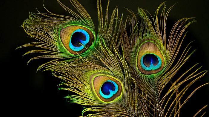 Close-up of three peacock feathers
