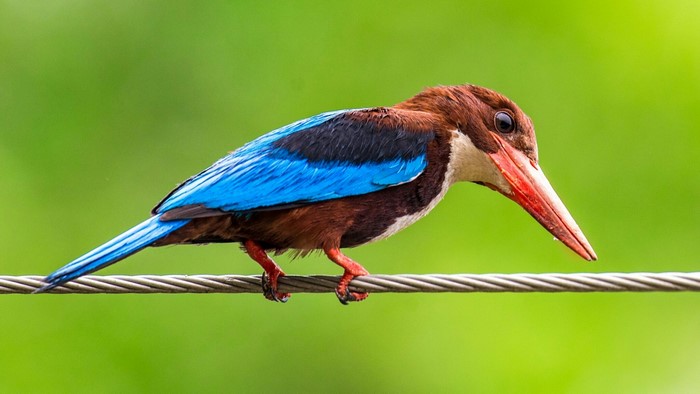 White-throated Kingfisher perched on a wire