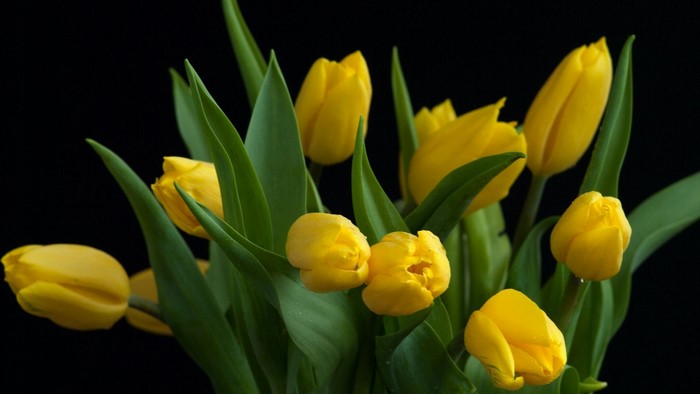 Yellow Tulips with Green Leaves