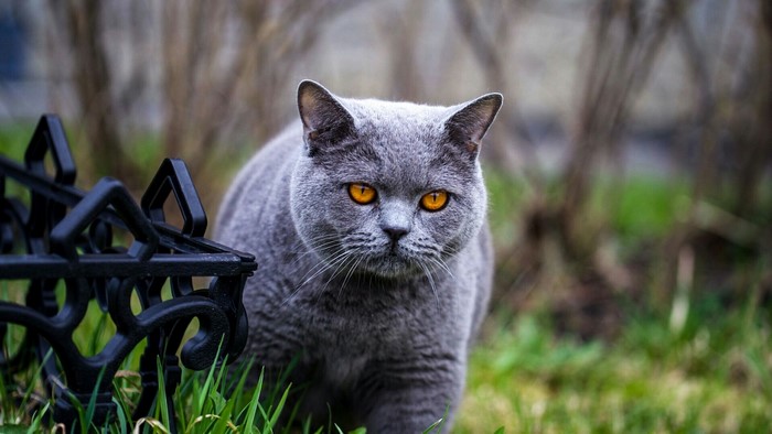 British Shorthair cat with orange eyes outdoors