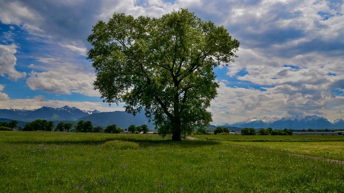 Tree in a field with mountains and clouds