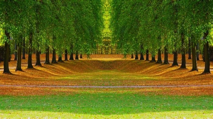 Park with trees and fallen leaves