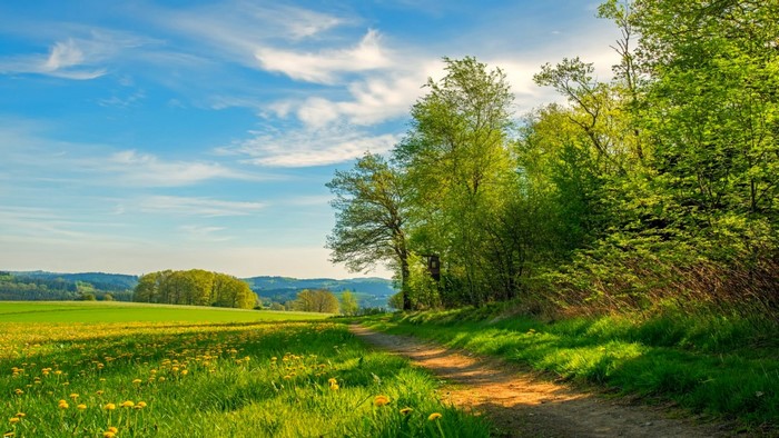 A dirt path winds through a green meadow with yellow flowers and trees under a blue sky.