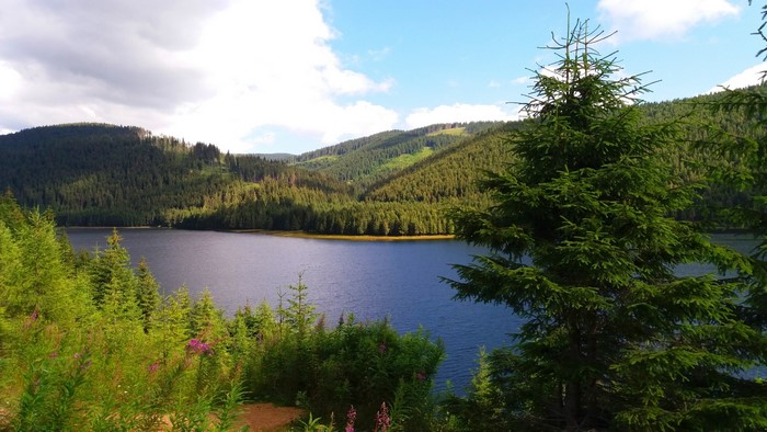 Lake surrounded by pine forest and mountains
