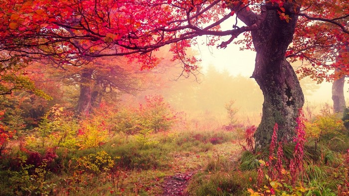 Autumn forest with red and yellow leaves