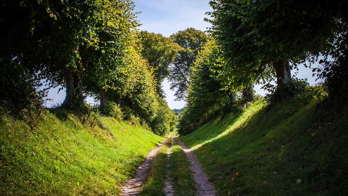 Dirt road through a tree-lined avenue