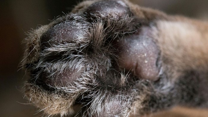Close-up of a Cat's Paw