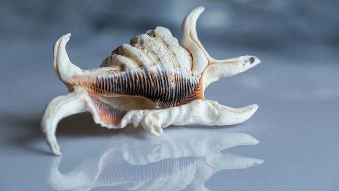 Seashell on a reflective surface