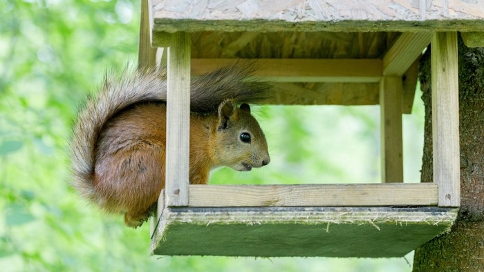 Squirrel in a wooden bird feeder