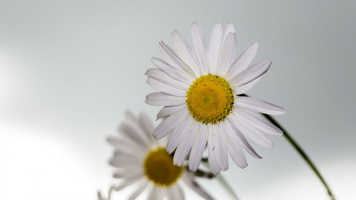 Close-up of two daisies with yellow centers