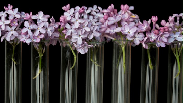 Lilac flowers in test tubes