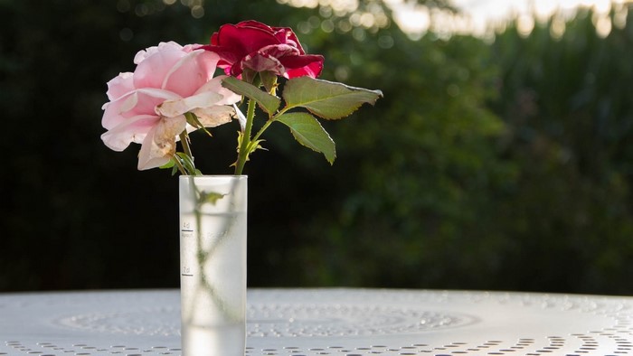 Roses in a vase on a table