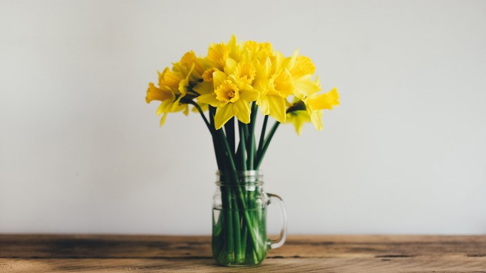 Bouquet of yellow daffodils in a mason jar