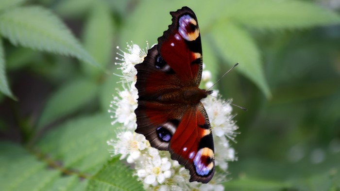 Peacock Butterfly on White Flower