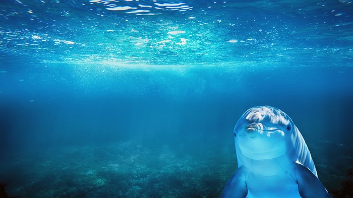 Dolphin underwater in the ocean