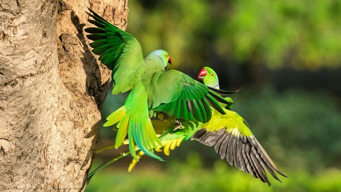Two green parrots fighting near a tree