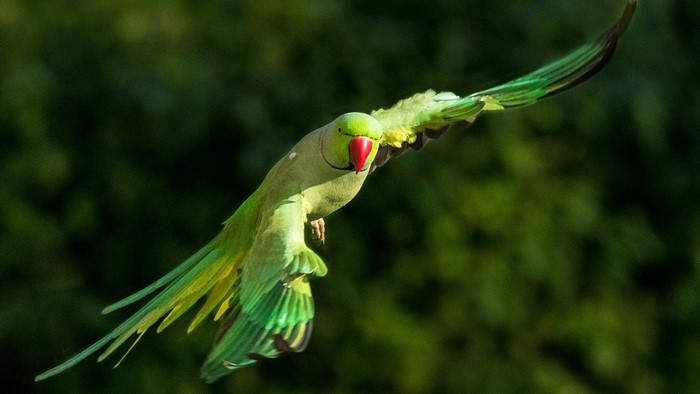 Green parrot in flight