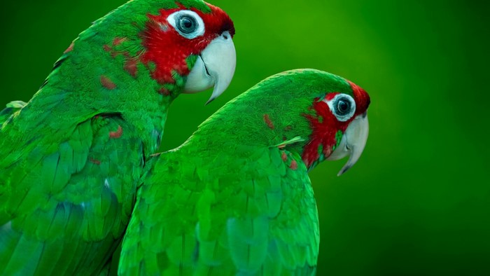 Two green parrots with red faces