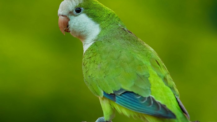 Green parrot with white face and blue wings
