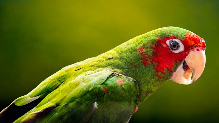 Green parrot with red markings