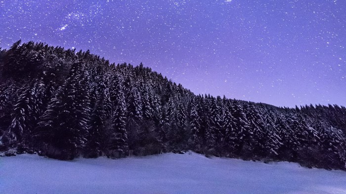 Starry night over snow-covered forest
