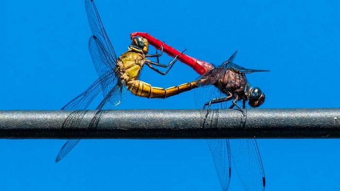 Two Dragonflies Mating on a Wire