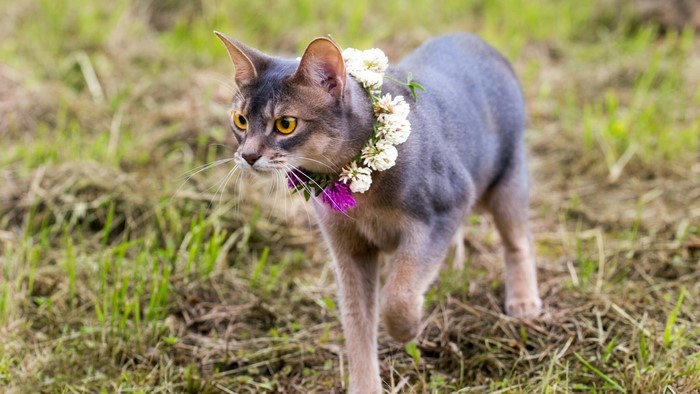 Abyssinian cat with flower crown