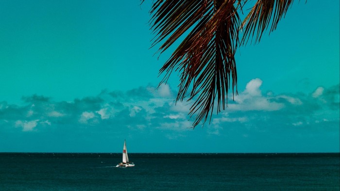 Sailboat on the ocean under a palm frond