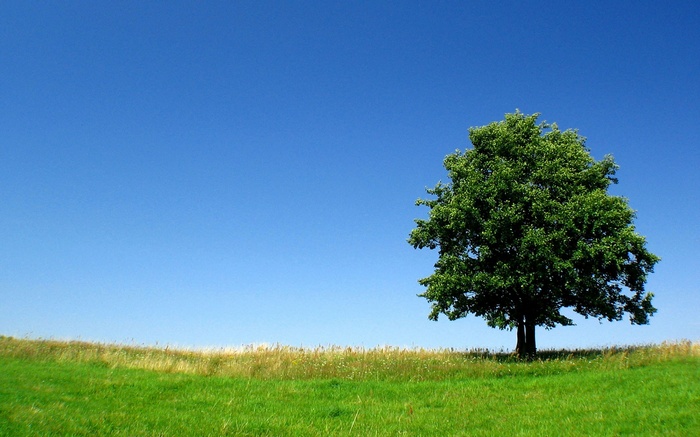 A lone tree in a green field under a blue sky