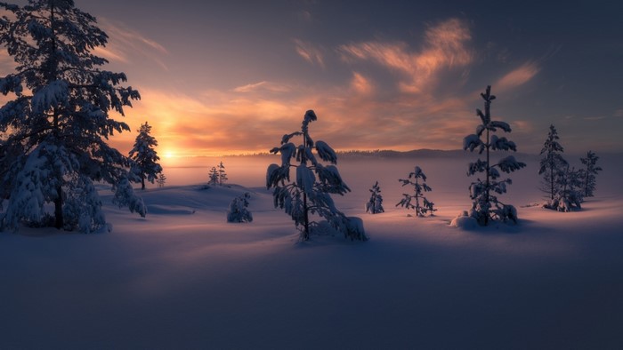 Snowy trees at sunset