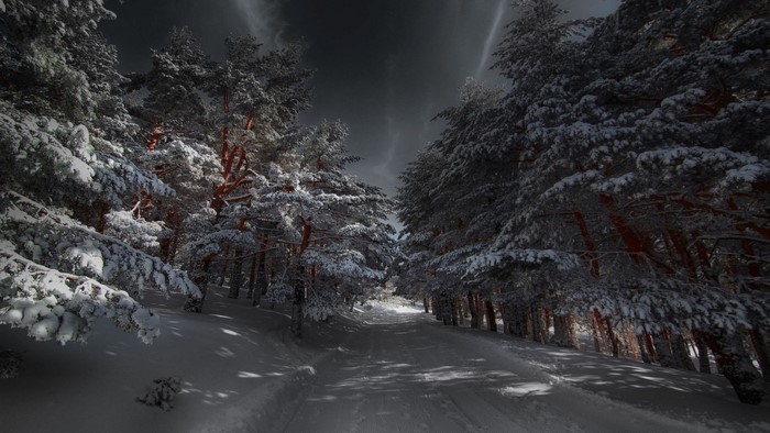 Snowy forest path at night