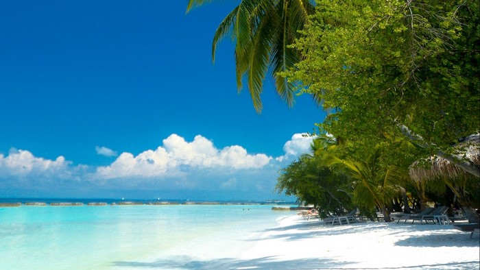 Tropical beach with palm trees and turquoise water
