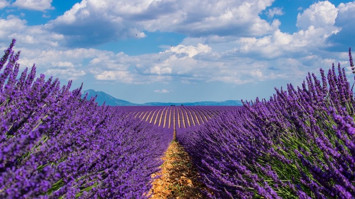 Lavender Field in Provence, France