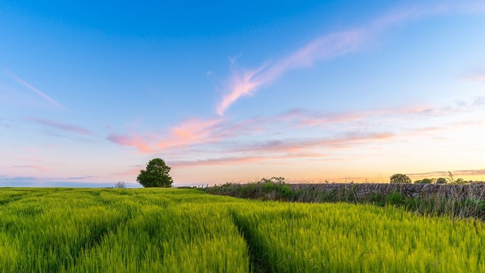 Green field at sunset with stone wall and tree