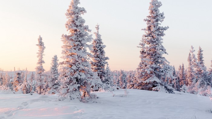 Snow-covered trees in a winter landscape
